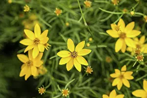 Rhizome: Tickseed, Coreopsis verticillata with star shaped
