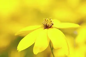 Tickseed: Tickseed, Whorled tickseed, Coreopsis verticillata