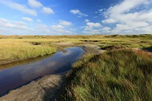 Ammophila: Tidal creek of Die Slufter Nature Reserve