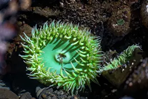 Olympic: Tide pool with Giant Green Sea Anemone (Anthopleura