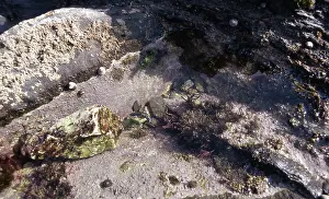 Foreshore: Tide-pool Organisms
