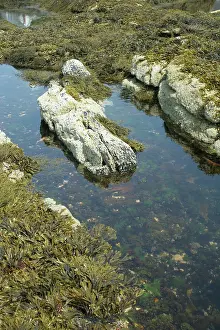 Tidepool: Tidepool