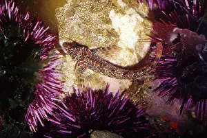 Tidepool: Tidepool Sculpin