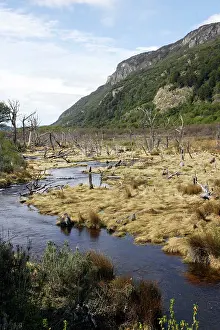Fuego: Tierra del fuego National Park - Argentina