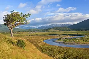 Fuego: Tierra del Fuego - windswept tree standing on a