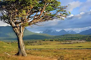 Fuego: Tierra del Fuego - windswept tree standing on a
