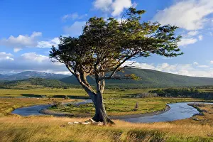 Fuego: Tierra del Fuego - windswept tree standing on a