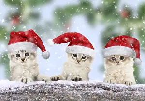 Tiffanie: Tiffali Cats (Tiffali = x Somali & Tiffanie)