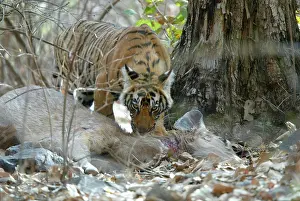 Sambar: Tiger - 10 month old cub on sambar kill