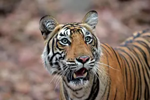 Tigeress: Tiger - 16 month-old female, showing markings