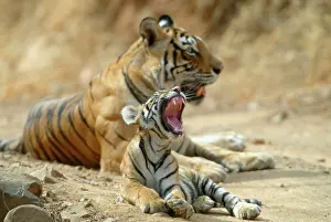 Tigress: Tiger - 3 month-old cub yawning in front of tigress