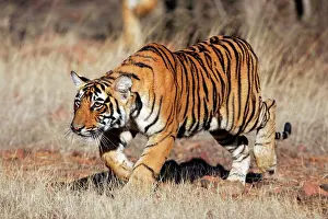Crouching: Tiger - 9 month-old cub stalking