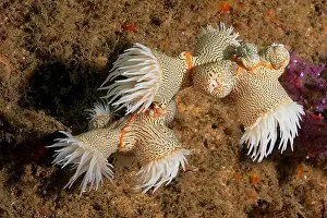 Kwazulu: Tiger anemone, gorgonian wrapper (Nemanthus anna
