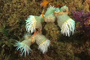 Kwazulu: Tiger anemone, gorgonian wrapper (Nemanthus annamensis)