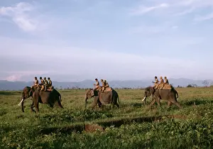 Anti: Tiger - Anti-poaching patrol on Indian / Asian Elephant