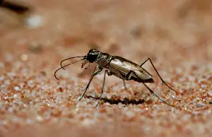 Cicindela: Tiger Beetle