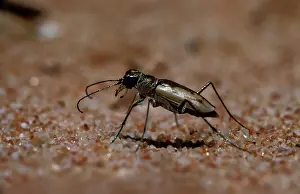 Cicindela: Tiger beetle