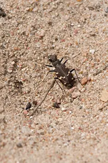 Cicindela: Tiger Beetle (Cicindela sylvatica). Melby Overdrev