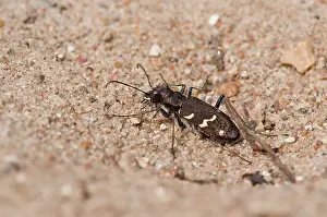 Cicindela: Tiger Beetle (Cicindela sylvatica). Melby Overdrev