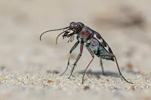 Mittelelbe: Tiger beetle (Cicindelinae) Biosphere Reserve Mittelelbe