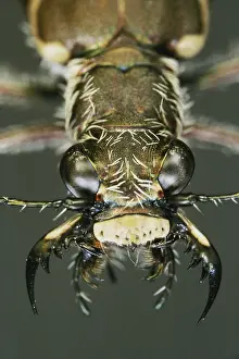 Sense: Tiger Beetle Eyes