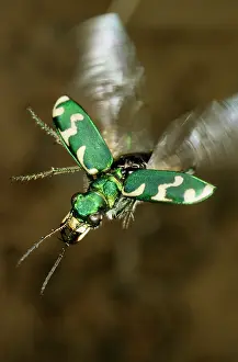 Andrey Zvoznikov: Tiger beetle in flight