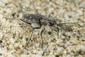 Littoralis: Tiger Beetle - in habitat