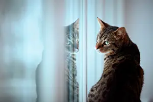 Mirrored: Tiger cat (Felis silvestris catus) sits at window