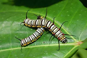 Hexapoda: Tiger Caterpillars