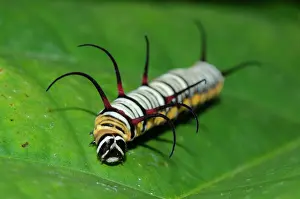 Hexapoda: Tiger Caterpillars