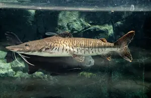 Catfishes: Tiger CATFISH