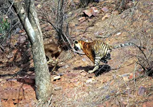 Sambar: Tiger - Chasing Sambar (Cervus unicolor)