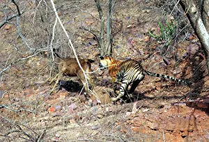 Sambar: Tiger - Chasing Sambar (Cervus unicolor)