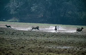 Chris Brunskill: TIGER - chasing Sambar (Cervus unicolour)
