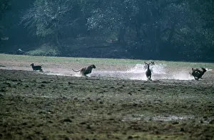 Chris Brunskill: TIGER - chasing Sambar (Cervus unicolour)