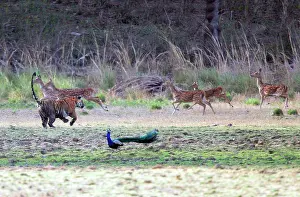Axis: Tiger - Chasing spotted deer (axis axis)
