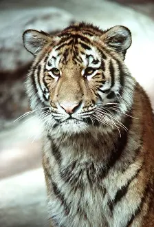 Bonnie Weisser: TIGER - close-up head of sub-adult