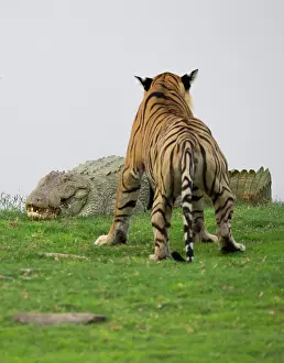 Chris Brunskill: Tiger - confronting mugger crocodile