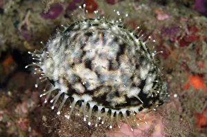 Papillae: Tiger Cowrie - on night dive