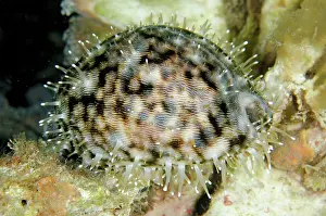 Cowrie: Tiger Cowrie on night dive Pantai Parigi dive site