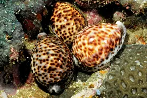 Cypraea: Tiger cowries