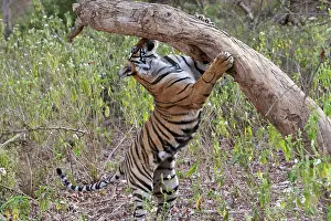 Adding: Tiger - cub sniffing tree - NB unsheathed claws