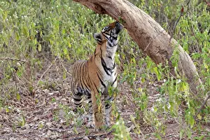 Adding: Tiger - cub sniffing tree - Sniffing scent mark