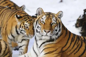 Plenty: A tiger cub and a tiger mother lie in the snow and show a harmonious coexistence