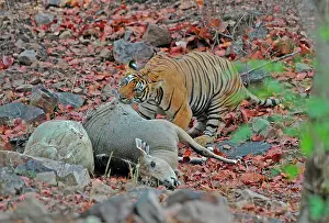 Victims: Tiger - dragging Nilgai kill (Boselaphus tragocamelus)