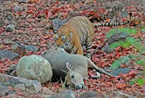 Victims: Tiger - dragging Nilgai kill (Boselaphus tragocamelus)