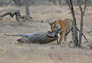 Victims: Tiger - dragging Sambar kill (Cervus unicolor)