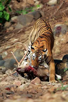 Axis: Tiger - Dragging Spotted Deer kill (Axis axis)