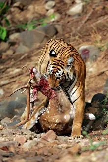 Axis: Tiger - Dragging Spotted Deer kill (Axis axis)