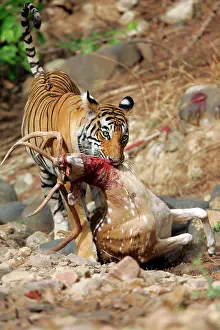 Axis: Tiger - Dragging Spotted Deer kill (Axis axis)